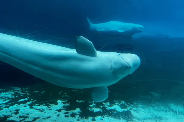 Canadian Government Endorses Plan to Move Whales from Shuttered Park to US, Spain