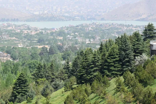From Poplars to Pistachios, Afghans Rediscover the Value of Trees