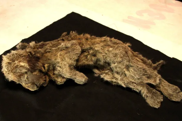 Genome Study Shows What Made the Extinct Ice Age Cave Lion Unique