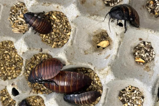 Australia Seizes 100,000 Cockroaches in Bug-breeder Bust