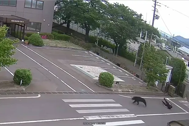 ‘Extremely Intelligent’ Bear at Large in Japan after Hurting Four