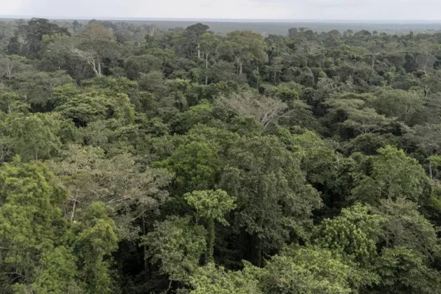 Rescued Orphaned Elephant Highlights Nigeria’s Conservation Fight