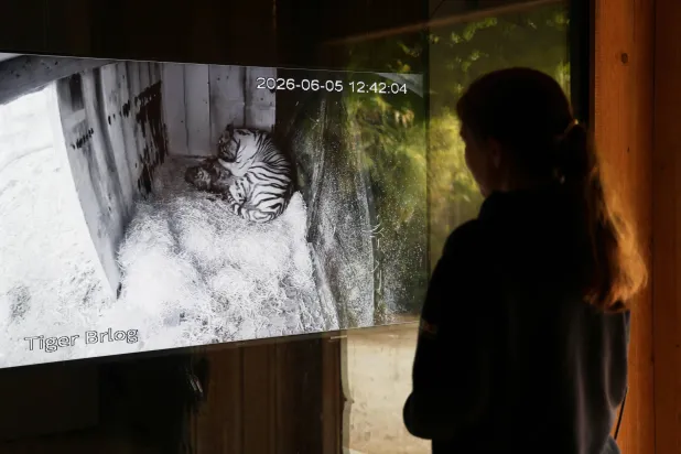 Excitement and Joy at Ljubljana Zoo after Birth of 3 Siberian Tiger Cubs