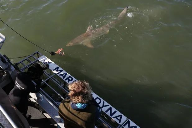 Shark Attack Kills Man Off Western Australia Coast