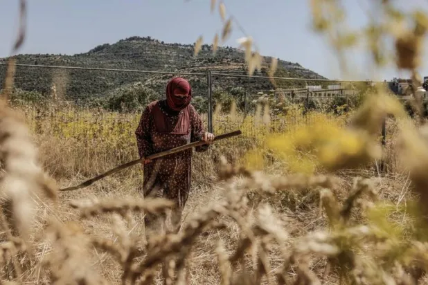Facing Settler Violence, Palestinian Farmers Race to Harvest