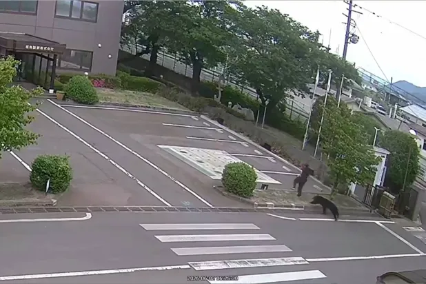 Japanese City Suspends 94 Schools after First-ever Bear Sighting