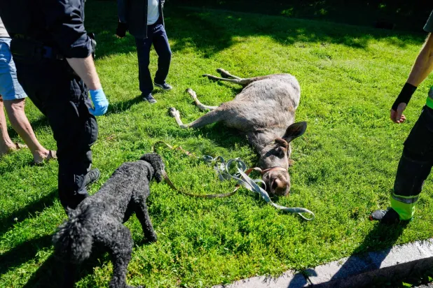 Moose Put Down after Wandering Into Central Oslo