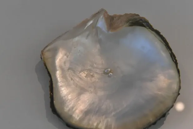 Red Sea Museum Extends ‘Sunken Treasures’ Exhibition Until August 15