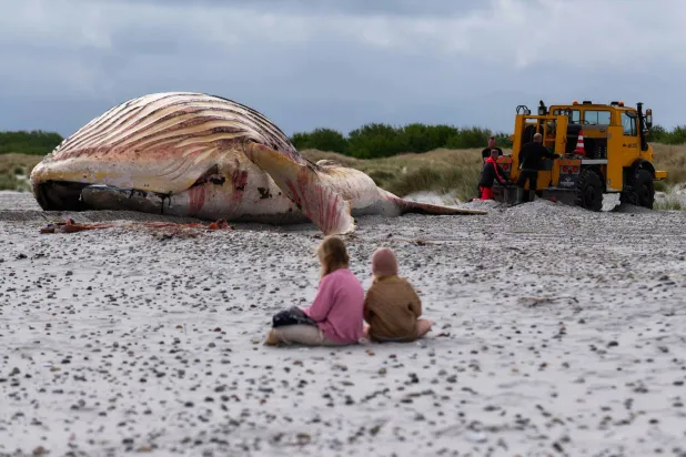 Timmy, Germany’s Humpback Whale, Likely Lived for Only 5 Days after Rescue Effort