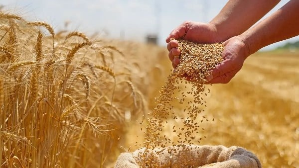 برلماني: رقم قياسي في توريد القمح يعكس نجاح الدولة في دعم الفلاح وتحقيق الأمن الغذائي