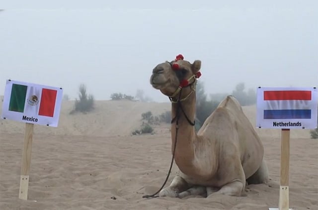 From Paul the Octopus to Shaheen the Camel — ranking the World Cup’s most famous animal oracles