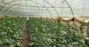 مشروع الصوب الزراعية بأسوان.. دخلت مرحلة الإنتاج الاقتصادي وتشغل عدد كبير من الشباب