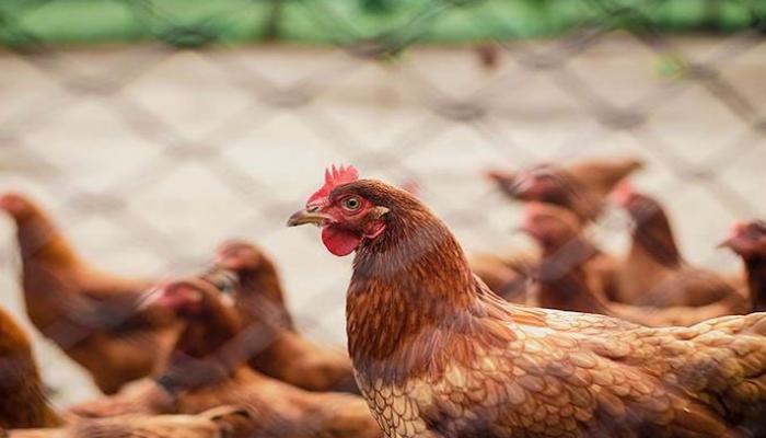 هل يجوز ذبــ ح الطيور داخل الحمام؟.. أمين الفتوى يجيب