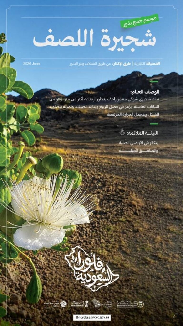 الغطاء النباتي يعلن انطلاق موسم جمع بذور اللصف