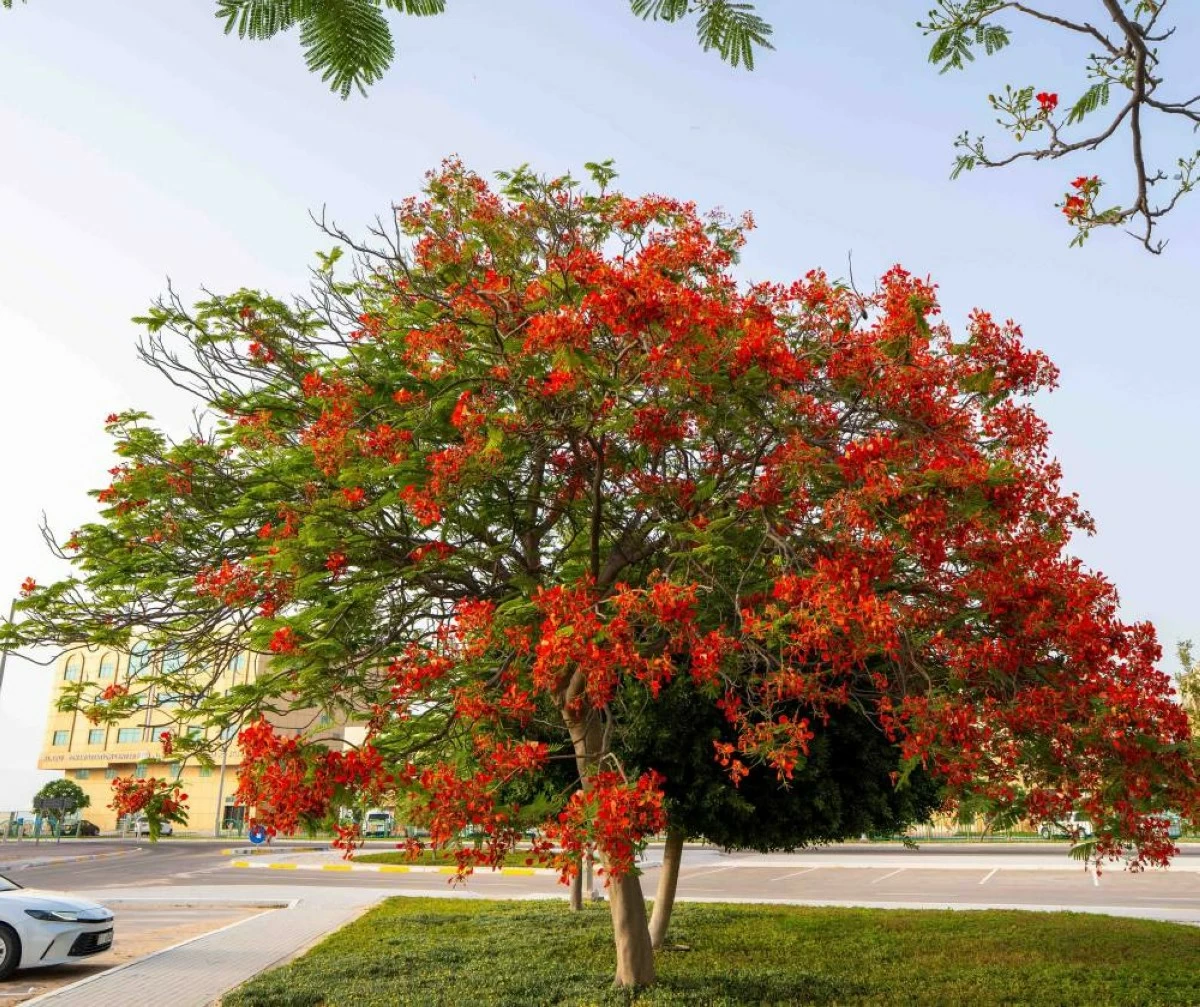 Over 1,000 poinciana trees enhance urban sustainability in Al Dhafra