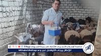 تحصين 127 ألف رأس ماشية ضد الحمى القلاعية والوادي المتصدع بالمنيا