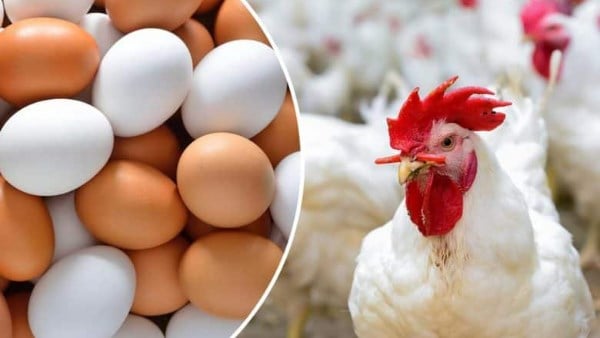 متشتريهاش أغلى من كدا.. أسعار الدواجن اليوم الأحد في الأسواق