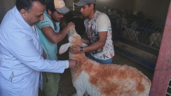 المنيا.. تحصين 127 ألف رأس ماشية ضد الحمى القلاعية والوادي المتصدع