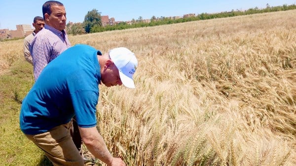 انحياز للفلاح.. الحكومة توقف ضريبة الأطيان الزراعية لمدة عام.. تفاصيل