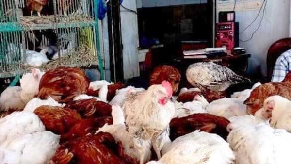 الفراخ نزلت 26 جنيها.، سعر الدواجن والبيض اليوم