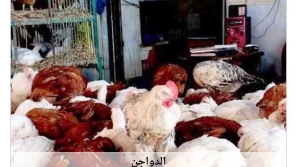 أسعار الدواجن في أسوان اليوم الجمعة 5-6-2026