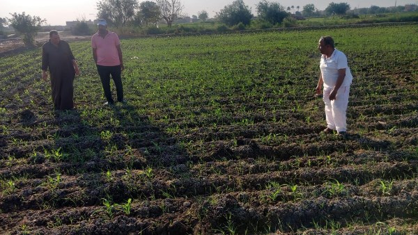 إجراءات عاجلة من الزراعة لحماية الذرة.. حملة مكثفة لرصد دودة الحشد قبل انتشارها