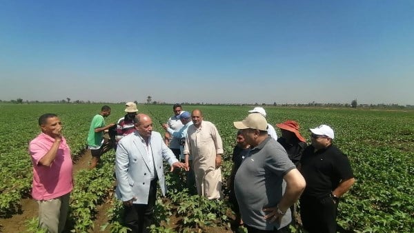 بشرى لمزارعي القطن.. 95% نسب إنبات والمحصول خالٍ من الإصابات بالدقهلية