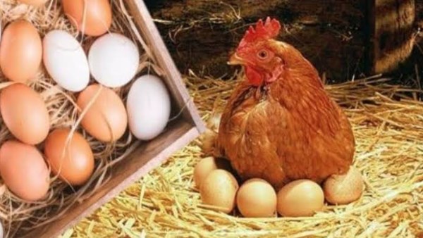 هل نظام الطيبات السبب؟..كرتونة البيض تخسر 50 جنيهًا | اتحاد الدواجن : وفرة إنتاجية