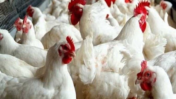 رغم انخفاض الأسعار.. اتحاد منتجي الدواجن يحذر من خسائر تهدد الصناعة