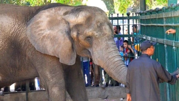 موعد افتتاح حديقة الحيوان بالجيزة.. كم يصل سعر التذكرة؟