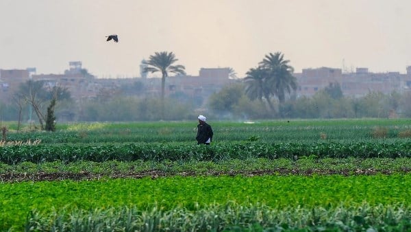 بعد قرار الحكومة بوقف ضريبة الأطيان .. نواب: يعزز الأمن الغذائي ويخفف أعباء الإنتاج على الفلاحين