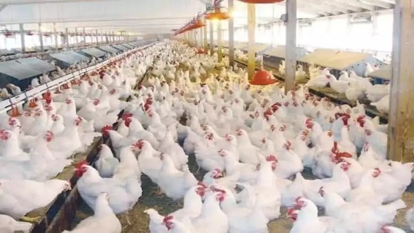 حقيقة حقن الفراخ بالهرمونات.. اتحاد منتجى الدواجن يكشف مفاجأة صادمة