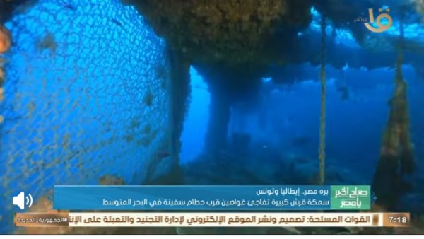 ظهور نادر لسمكة قرش بيضاء ضخمة في البحر المتوسط|تفاصيل