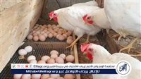 أسعار الفراخ والبيض اليوم الاربعاء 10 يونيو 2026 في الأقصر