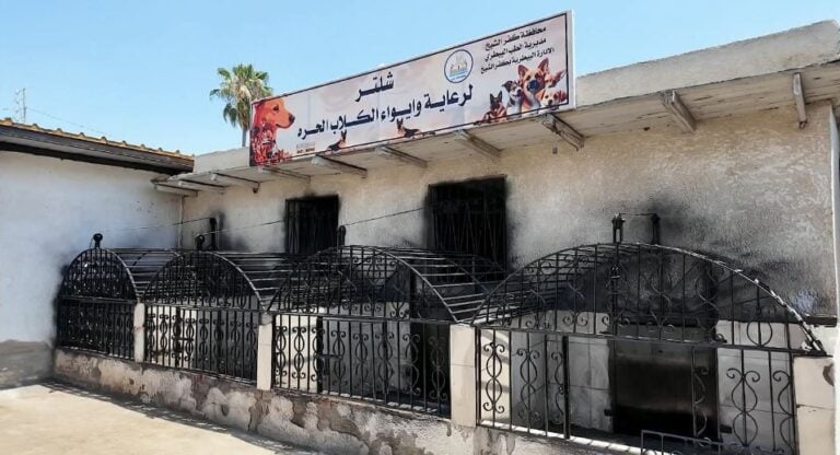 وكيل نقابة الأطباء البيطريين يحذر من إطعام الكلاب بمخلفات الطعام.. ويدعو لتفعيل مراكز الإيواء