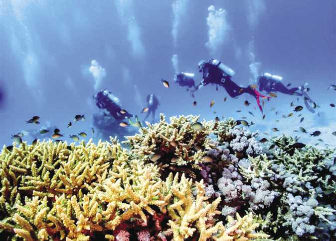 Environment minister reviews Red Sea marine ecosystem protection efforts