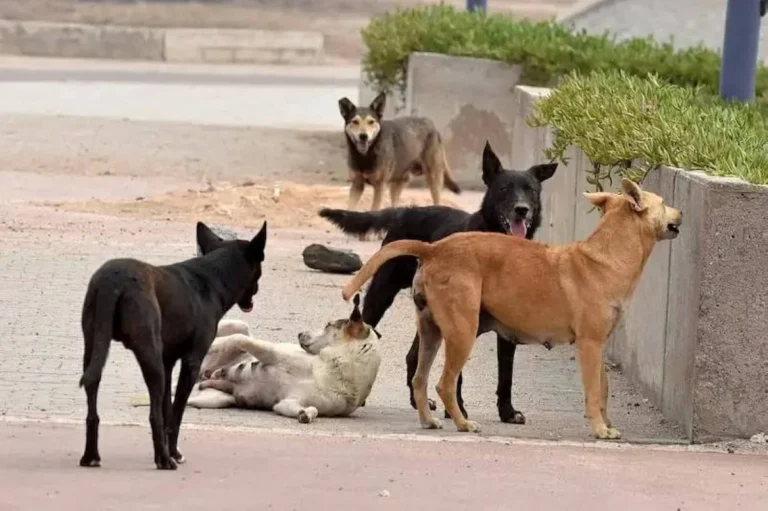 Egypt exports stray dogs to Switzerland for security work: President of the Animal Welfare Association