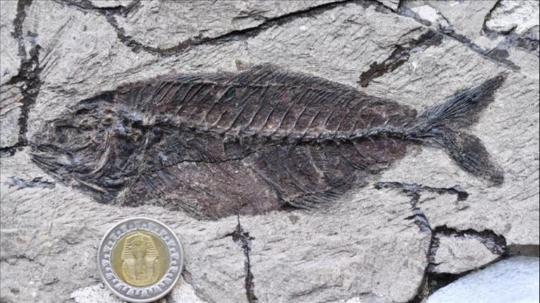 Fossil Fishes Buried In The Desert Reveal A Missing Chapter In Marine History