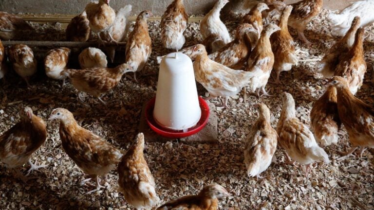 Brazil chicken prices rise to five-month high as poultry exports surpass US$1 billion in May