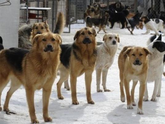 Sawiris calls for urgent action against Egypt’s stray dog population