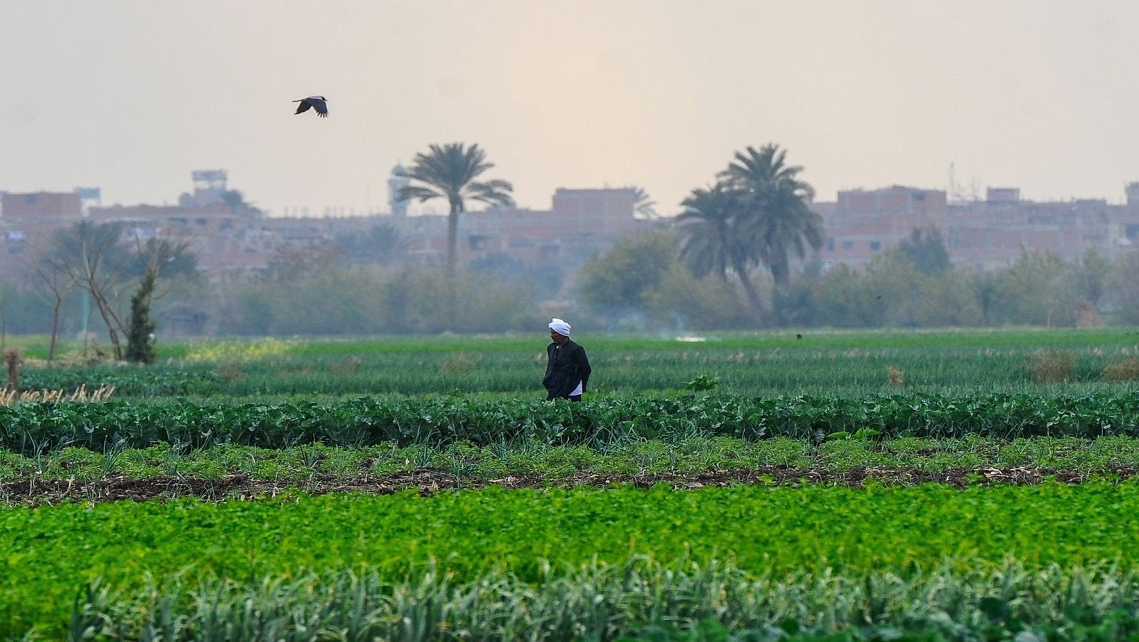 خبراء يطالبون بإلغاء ضريبة الأطيان الزراعية لدعم المزارعين