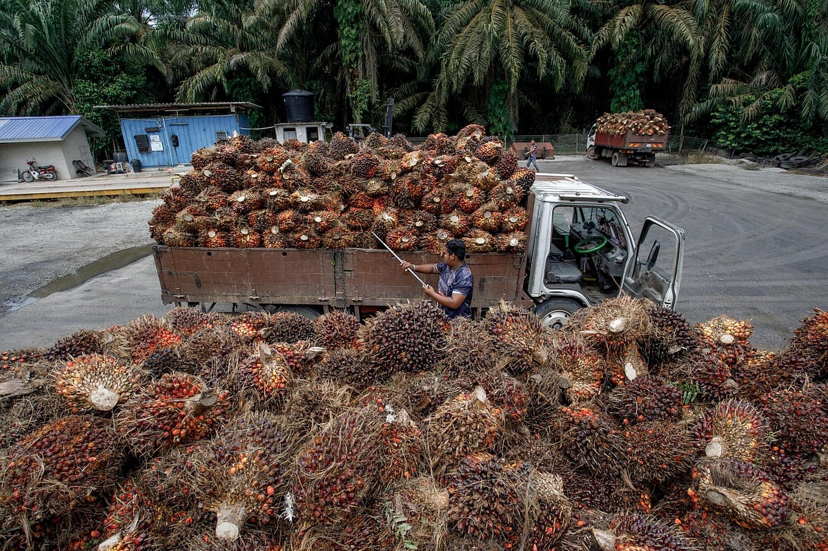 Indonesia introduces new palm oil export rules