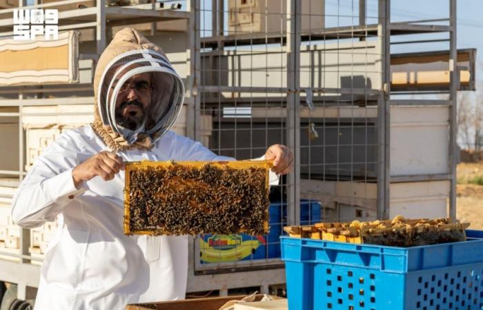 منتجو العسل في الجوف يبدؤون مواسم الإنتاج بعسل «الحمضيات»