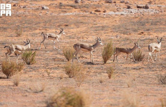 +40 مولودا لغزال الريم في محمية الإمام تركي بن عبدالله خلال 2026 تعزز مؤشرات تعافي الحياة الفطرية
