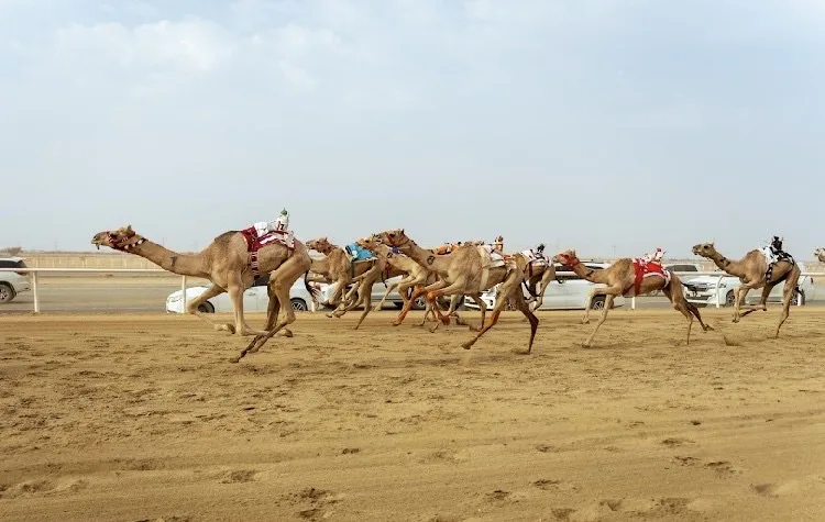 «الزعيم» تخطف لقب القعدان في مهرجان ولي العهد للهجن بالطائف